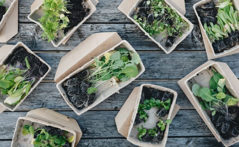 Training Your Cannabis Plants