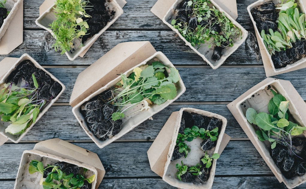 Training Your Cannabis Plants