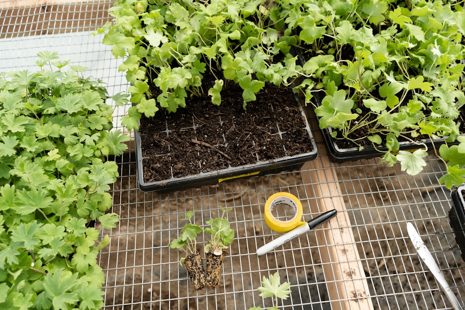 Common Cannabis Growing Mistakes